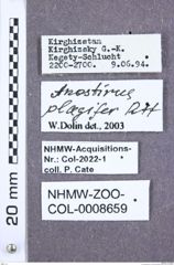 Etiketten zu Anostirus plagifer (NHMW-ZOO-COL-0008659)